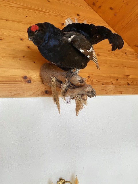 Birkhahn ausgestopft am Holz