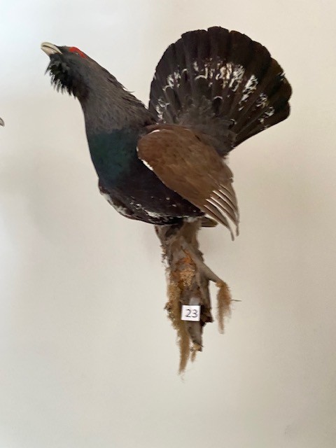 Ein Auerhahn ausgestopft?d=2026-03-07 06:11:06