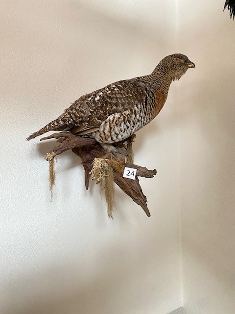 Eine Auerhenne ausgestopft?d=2026-03-07 06:11:01