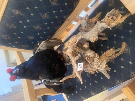 Birkhahn ausgestopft am Holz